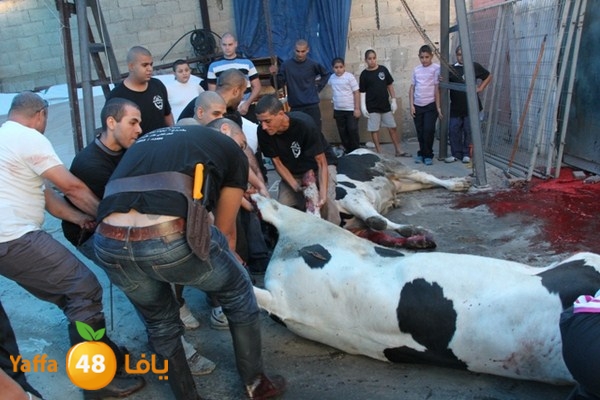 ada7y 116 n1 (26).JPG